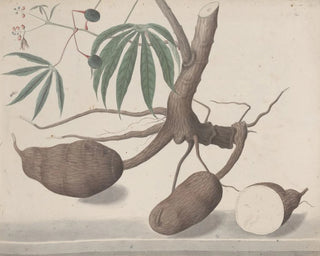 Ren de Rabi - Natural history of Saint Domingue Pl147.webp