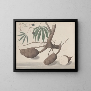 Ren de Rabi - Natural history of Saint Domingue Pl147.webp