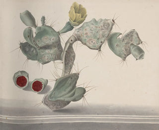 Ren de Rabi - Natural history of Saint Domingue Pl150.webp