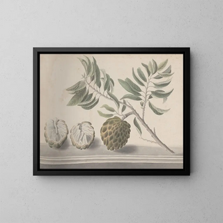 Ren de Rabi - Natural history of Saint Domingue Pl153.webp