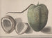 Histoire naturelle de Saint-Domingue Pl157 - René de Rabi — vy av konstverket