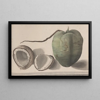 Ren de Rabi - Natural history of Saint Domingue Pl157.webp