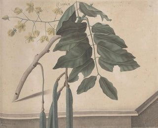 Histoire naturelle de Saint-Domingue Pl162 - René de Rabi — vy av konstverket