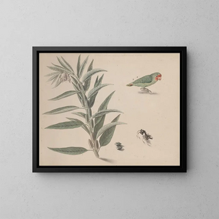 Ren de Rabi - Natural history of Saint Domingue Pl164.webp