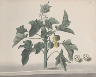 Ren de Rabi - Natural history of Saint Domingue Pl172.webp