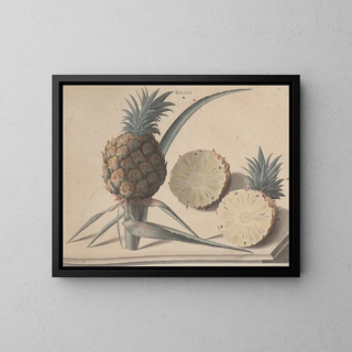 Ren de Rabi - Natural history of Saint Domingue Pl183.webp