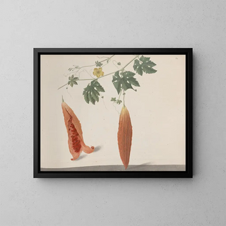 Ren de Rabi - Natural history of Saint Domingue Pl185.webp