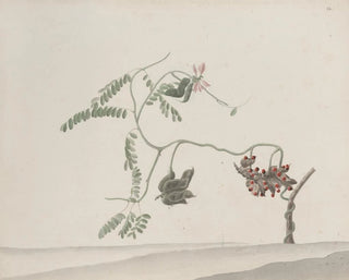 Ren de Rabi - Natural history of Saint Domingue Pl188.webp