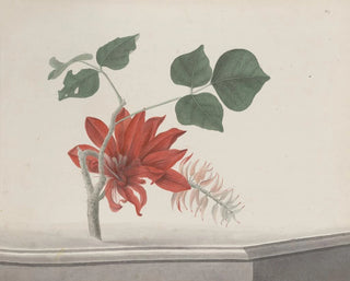 Ren de Rabi - Natural history of Saint Domingue Pl189.webp