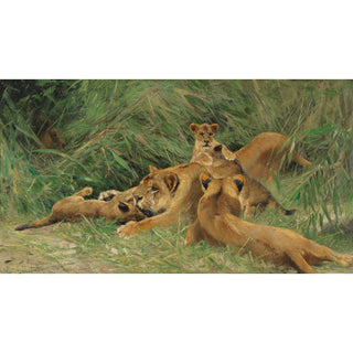 Reproduction Lions jouant - Wilhelm Kuhnert