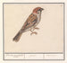 Ringmus Passer montanus - Anselmus Botius de Boodt — vy av konstverket