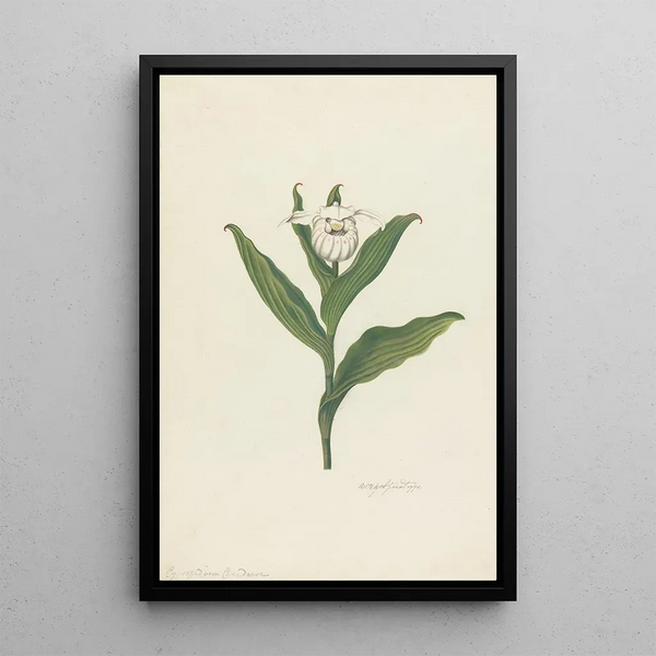 Sabot de Vénus Cypripedium Canadense Calceolus Maria - Robert Blyth — inramlat konstverk på väggen