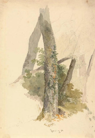 Robert Hills - Tree Study with Ivy Clinging to Stump.webp
