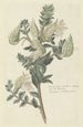 Asclepias cancellata eller Gomphocarpus cancellatus Burmf Bruyns, oleander från Kap eller bomull - Robert Jacob Gordon — vy av konstverket