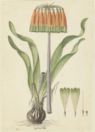 Robert Jacob Gordon - Cyranthus obliquus Lf Aiton Knysna lily.webp