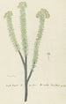 Euryops lateriflorus Lf DC, gommier du Cap - Robert Jacob Gordon — vy av konstverket