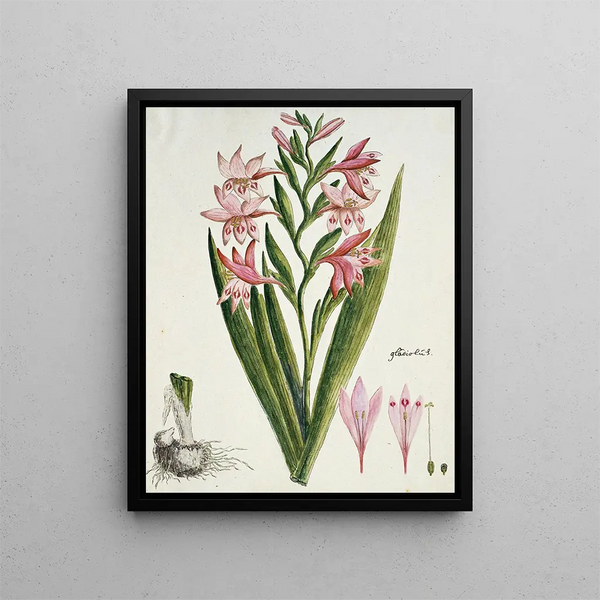 Gladiolus carneus D. Delarochev Belle-dame - Robert Jacob Gordon — inramlat konstverk på väggen