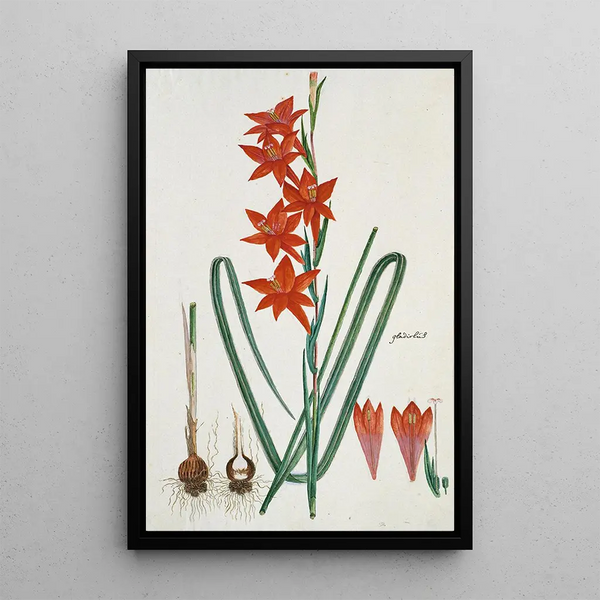 Gladiolus watsonius Thunb, Watsonia hysterantha - Robert Jacob Gordon — inramlat konstverk på väggen