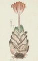 Haemanthus coccineus L Blodröd Blodblomma - Robert Jacob Gordon — vy av konstverket