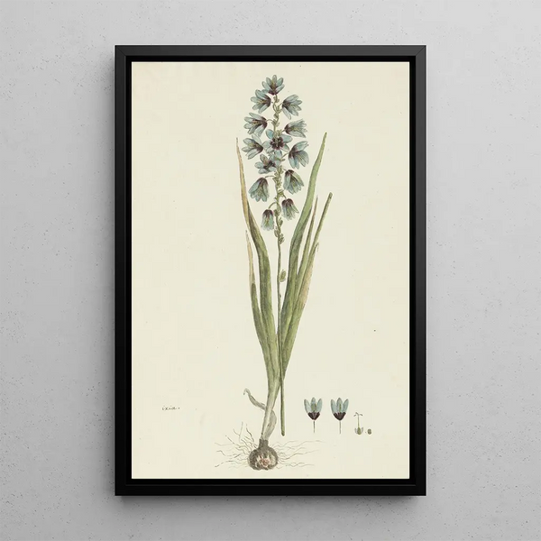 Ixia viridiflora Lam - Robert Jacob Gordon — inramlat konstverk på väggen