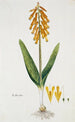 Lachenalia aloides Lf Engl var aurea Fleur d'opale - Robert Jacob Gordon — vy av konstverket
