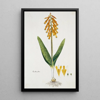 Robert Jacob Gordon - Lachenalia aloides Lf Engl var aurea Opal flower.webp