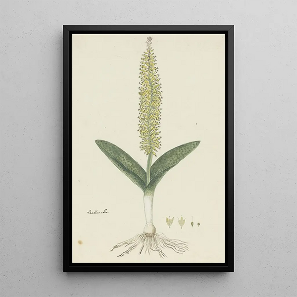 Lachenalia arbuthnotiae WF Barker Jacinthe - Robert Jacob Gordon — inramlat konstverk på väggen