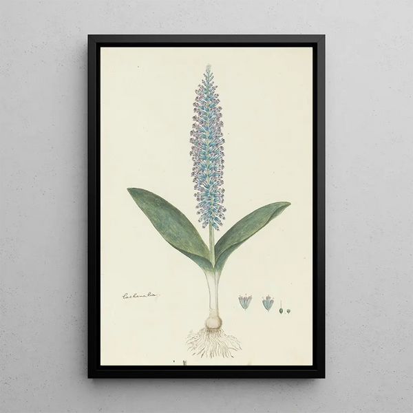 Lachenalia mediana Jacq - Robert Jacob Gordon — inramlat konstverk på väggen