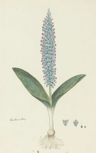 Robert Jacob Gordon - Lachenalia mediana Jacq.webp