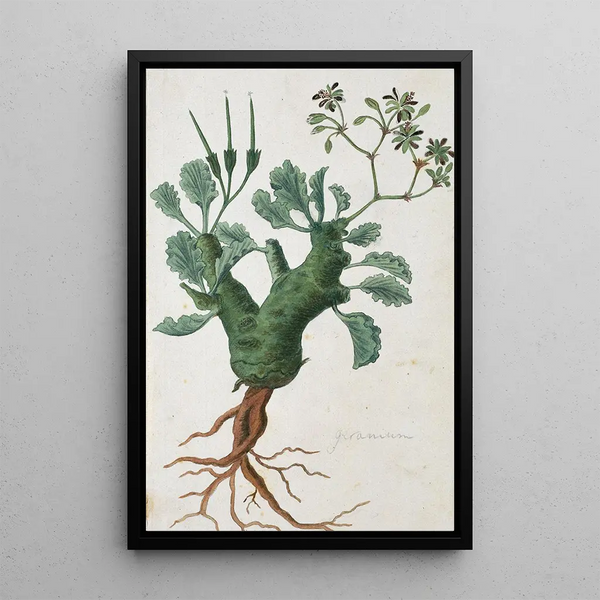 Pelargonium klinghardtense Knuth - Robert Jacob Gordon — inramlat konstverk på väggen