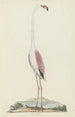 Phoenicopterus ruber roseus Flamant rose - Robert Jacob Gordon — vy av konstverket