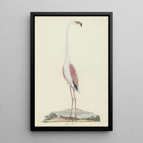 Phoenicopterus ruber roseus Flamant rose - Robert Jacob Gordon — inramlat konstverk på väggen