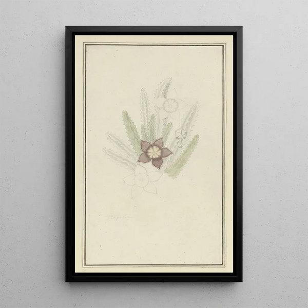 Stapelia hirsute L Fleur étoile de mer - Robert Jacob Gordon — inramlat konstverk på väggen