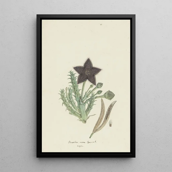 Tridentea gemmiflora Masson Haw Stapelia gemmiflora - Robert Jacob Gordon — inramlat konstverk på väggen