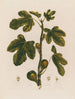 Ficus Le Figuier - Robert John Thornton — vy av konstverket