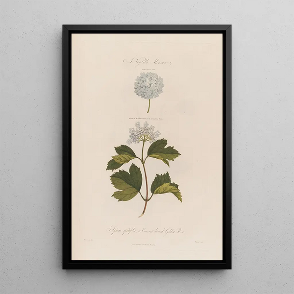 En växtmonstere Spiraea opulifolia eller vinbärsblad Viburnum - Robert John Thornton — inramlat konstverk på väggen