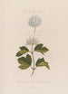 En växtmonstere Spiraea opulifolia eller vinbärsblad Viburnum - Robert John Thornton — vy av konstverket