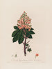 Aesculus Hippocastanum eller den vanliga hästkastanjen - Robert John Thornton — vy av konstverket