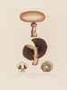 Agaricus campestris eller matsvamp - Robert John Thornton — vy av konstverket