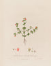 Anagallis arvensis eller gammal mans glas - Robert John Thornton — vy av konstverket
