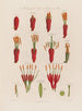 Anatomie de l'Agave ou Aloe américain - Robert John Thornton — vy av konstverket