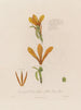Anatomie du Canna glauca ou roseau indien jaune - Robert John Thornton — vy av konstverket