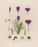 Anatomie du crocus - Robert John Thornton — vy av konstverket