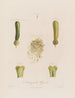 Anatomie de la jacinthe - Robert John Thornton — vy av konstverket