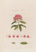 Anatomie du Kalmia - Robert John Thornton — vy av konstverket