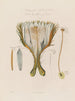 Anatomie du cactus grandiflora ou cérus nocturne - Robert John Thornton — vy av konstverket