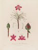Anatomie du rhododendron pontique - Robert John Thornton — vy av konstverket