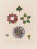Anatomie de la passiflore quadrangulaire - Robert John Thornton — vy av konstverket
