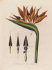 Anatomie de la fleur reine - Robert John Thornton — vy av konstverket