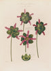Anatomie de la Sarracenia ou Plante à urnes - Robert John Thornton — vy av konstverket